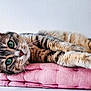 cat, tabby_cat, green_eyes, pet, feline, relaxed, cushion, pink_cushion, indoor, close_up, whiskers, soft_texture, resting, cute, animal, domestic_cat, fur, portrait, laying_down, calm