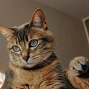 Naya participe au concours pour gagner de l'argent avec cette photo : cat, tabby, paw, close_up, indoor, pet, feline, curious, green_eyes, whiskers, fur, animal, domestic, cute, portrait, soft_light, expression, claw, mammal, background