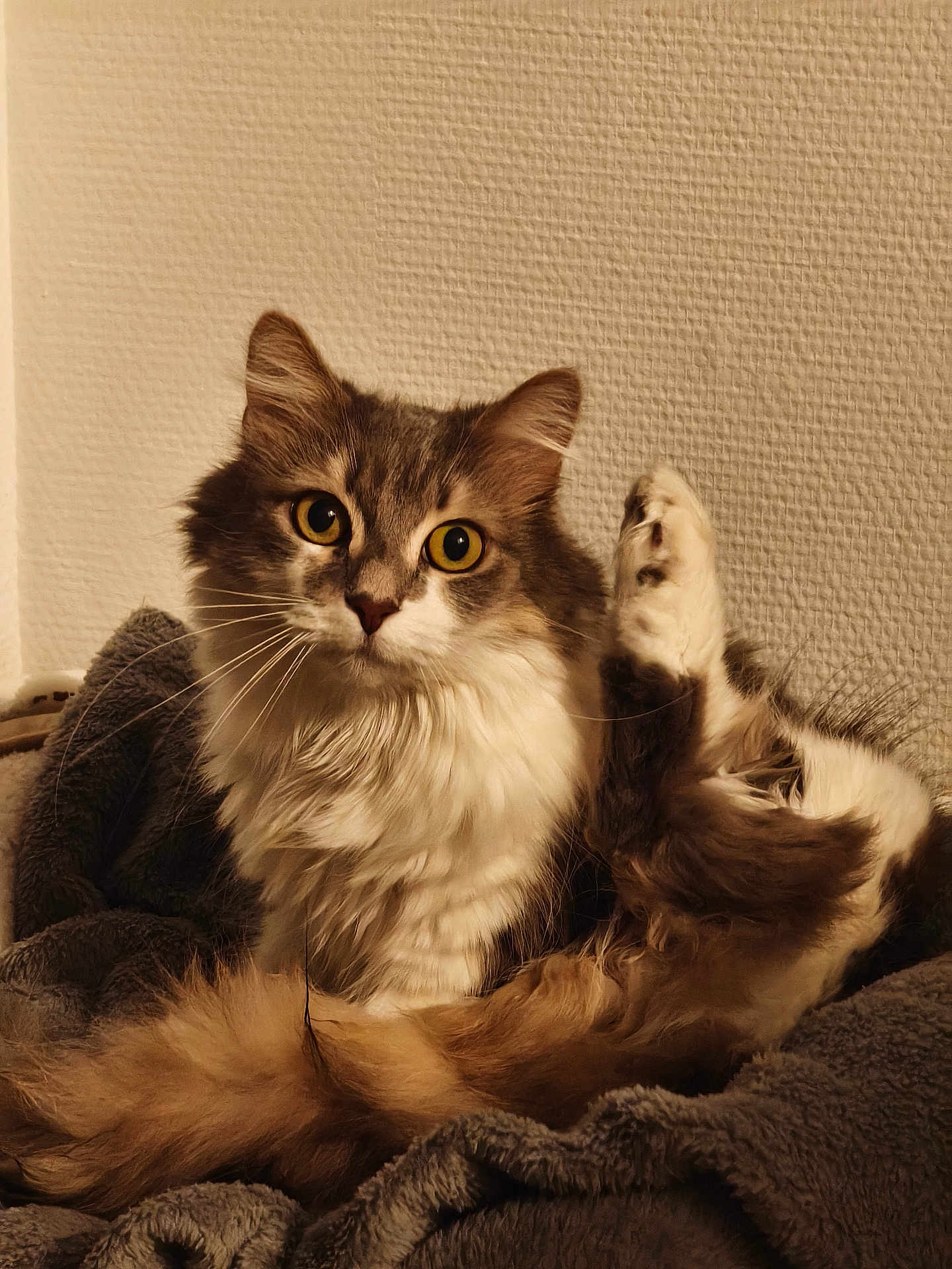 Reloue a rejoint le concours — aidez-le/la à gagner de superbes lots ! cat, fluffy, yellow_eyes, paw, blanket, cozy, indoor, pet, furry, relaxed, texture, wall, cute, animal, mammal, whiskers, portrait, resting, fur, close_up