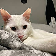 Shawny Snow joined the competition — help win amazing prizes! cat, white_cat, pet, indoor, resting, blanket, fur, animal, close_up, face, ears, pink_nose, whiskers, relaxed, bedroom, cozy, domestic, feline, lying_down, curious