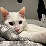 cat, white_cat, pet, indoor, resting, blanket, fur, animal, close_up, face, ears, pink_nose, whiskers, relaxed, bedroom, cozy, domestic, feline, lying_down, curious
