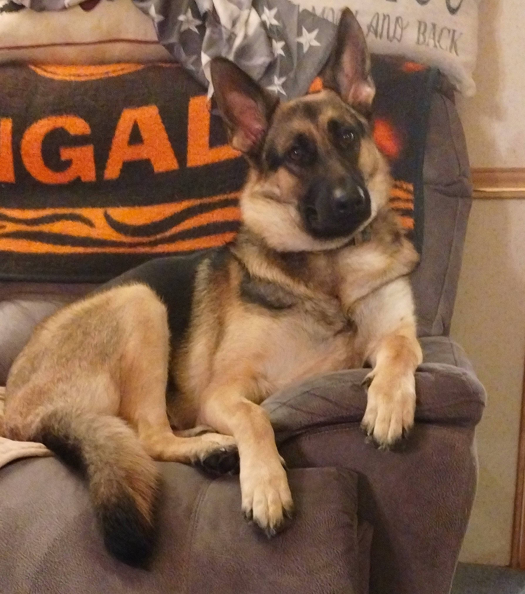 Gatlin joined the competition — help win amazing prizes! canidae, carnivore, companion_dog, dog, dog_bed, dog_breed, dog_supply, east_european_shepherd, fur, german_shepherd_dog, guard_dog, herding_dog, king_shepherd, old_german_shepherd_dog, paw, snout, sporting_group, square, working_animal, working_dog