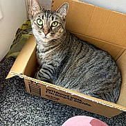 Tt joined the competition — help win amazing prizes! animal, box_text, cardboard_box, carpet, cat, closeup, cozy, curious, domestic_animal, door, feline, green_eyes, indoor, looking_at_camera, pet, sitting, striped_fur, tabby_cat, wall, whiskers