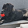 dog, black_dog, ball, outdoor, sofa, woven_furniture, garden, pet, animal, relaxed, playing, paw, mouth, resting, canine, backyard, furniture, nature, daylight, leisure