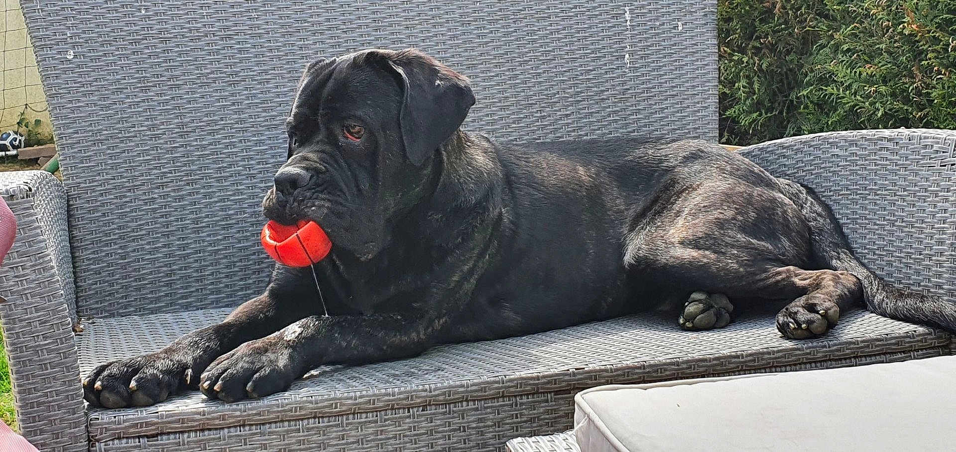 Phalco a rejoint le concours — aidez-le/la à gagner de superbes lots ! dog, black_dog, ball, outdoor, sofa, woven_furniture, garden, pet, animal, relaxed, playing, paw, mouth, resting, canine, backyard, furniture, nature, daylight, leisure