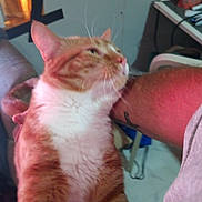 Goose joined the competition — help win amazing prizes! cat, orange_cat, white_chest, tabby, pet, animal, feline, whiskers, ears, eyes, portrait, close_up, being_held, person, arm, indoor, bedroom, window, warm_lighting, relaxed