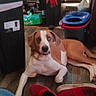 dog, pet, brown_and_white, lying_down, floor, indoors, home, living_space, portrait, looking_at_camera, open_mouth, floppy_ears, short_hair, wood_floor, slippers, denim, legs, storage_bins, household_items, clutter
