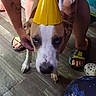 dog, party_hat, birthday, yellow_hat, pet, animal, canine, white_and_brown, standing, indoor, wooden_floor, balloons, sandals, people, celebration, portrait, close_up, funny, festive, home