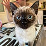 Aya participe au concours pour gagner de l'argent avec cette photo : kitten, cat, siamese, blue_eyes, whiskers, close_up, pet, indoor, kitchen, table, blurred_person, person, portrait, fur, ears, nose, curious, macro, cute, domestic_animal
