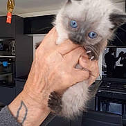 Aya participe au concours pour gagner de l'argent avec cette photo : kitten, cat, blue_eyes, hand, human_hand, tattoo, kitchen, stove, oven, reflection, silhouette, indoor, chair, tiled_floor, countertop, holding, close_up, pet, domestic, cute