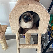 Aya a rejoint le concours — aidez-le/la à gagner de superbes lots ! blue_eyes, cat, cat_tree, cozy, curious, cute, furniture, home, indoor, ladder, paw, peeking, pet, playful, plush, scratching_post, siamese, sitting, vertical, whiskers