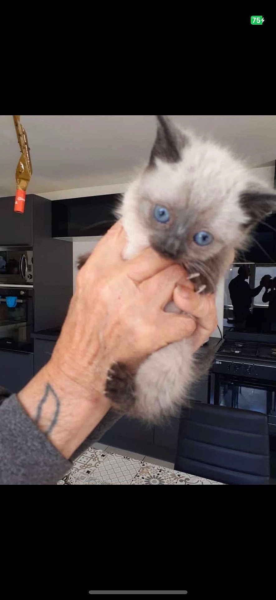 Aya a rejoint le concours — aidez-le/la à gagner de superbes lots ! kitten, cat, blue_eyes, hand, human_hand, tattoo, kitchen, stove, oven, reflection, silhouette, indoor, chair, tiled_floor, countertop, holding, close_up, pet, domestic, cute