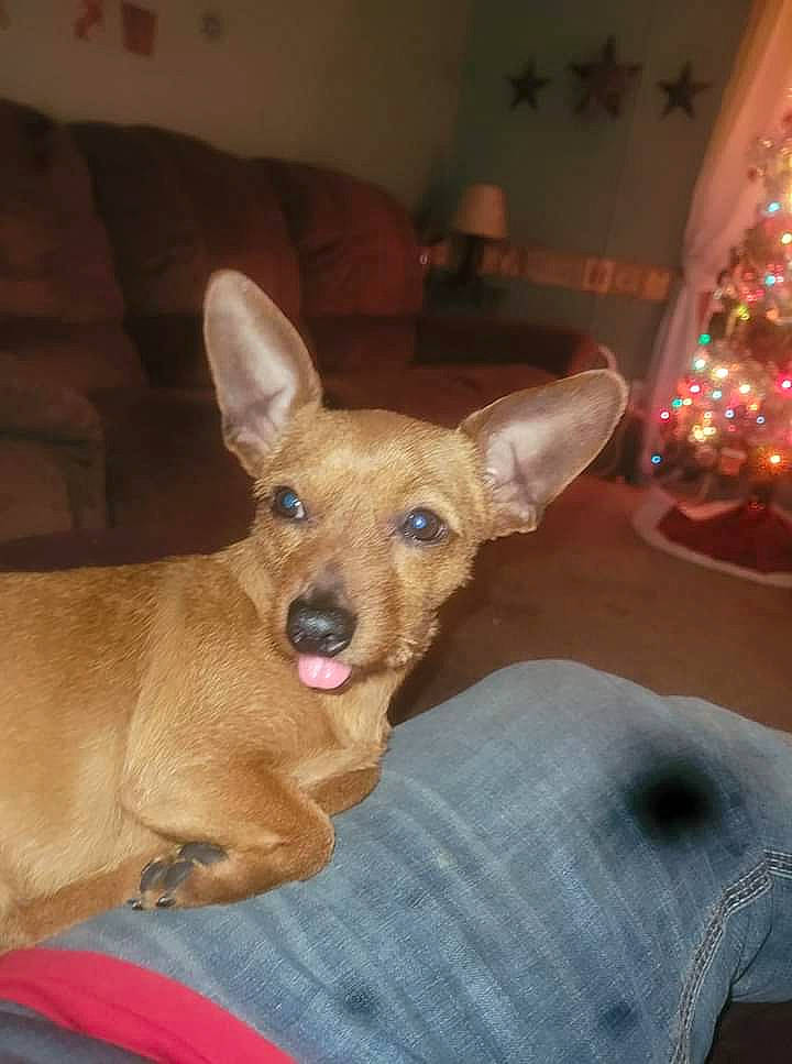 Sambo joined the competition — help win amazing prizes! canidae, carnivore, christmas_tree, comfort, companion_dog, dog, dog_breed, dog_supply, ear, event, fawn, fur, holiday, houseplant, paw, snout, sporting_group, toy_dog, whiskers, working_animal