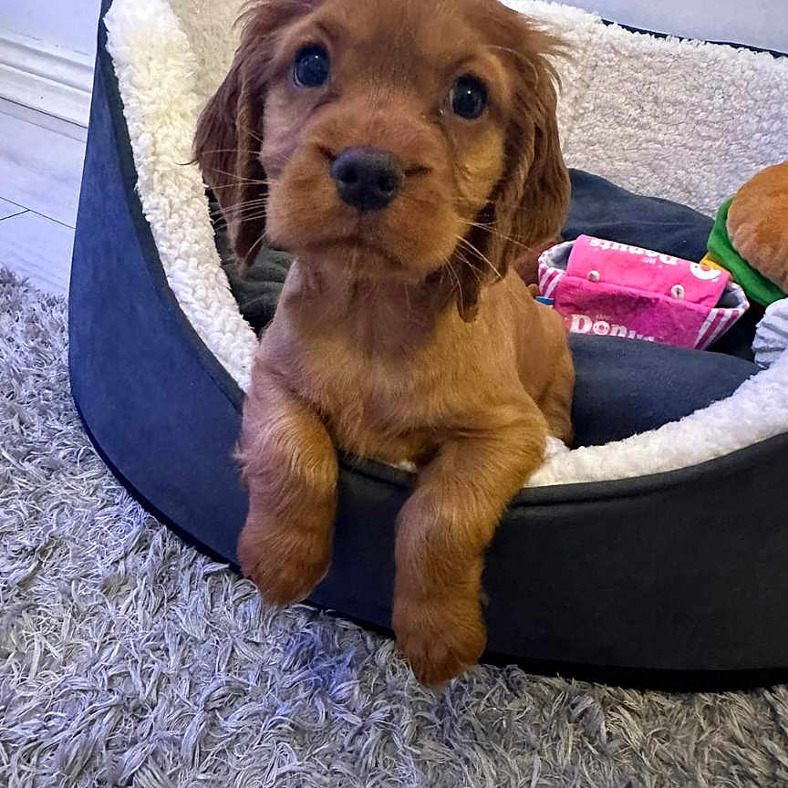 Milo joined the competition — help win amazing prizes! accessories, animal, bag, ball, canine, cat, cockerspaniel, dog, dogbed, goldenretriever, handbag, hound, pet, poodle, puppy, sport, tennis, tennisball, terrier