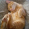 cat, orange_tabby, sleeping, cozy, blanket, pet, fur, whiskers, paws, relaxed, indoors, cute, animal, nap, resting, soft, comfort, home, feline, peaceful