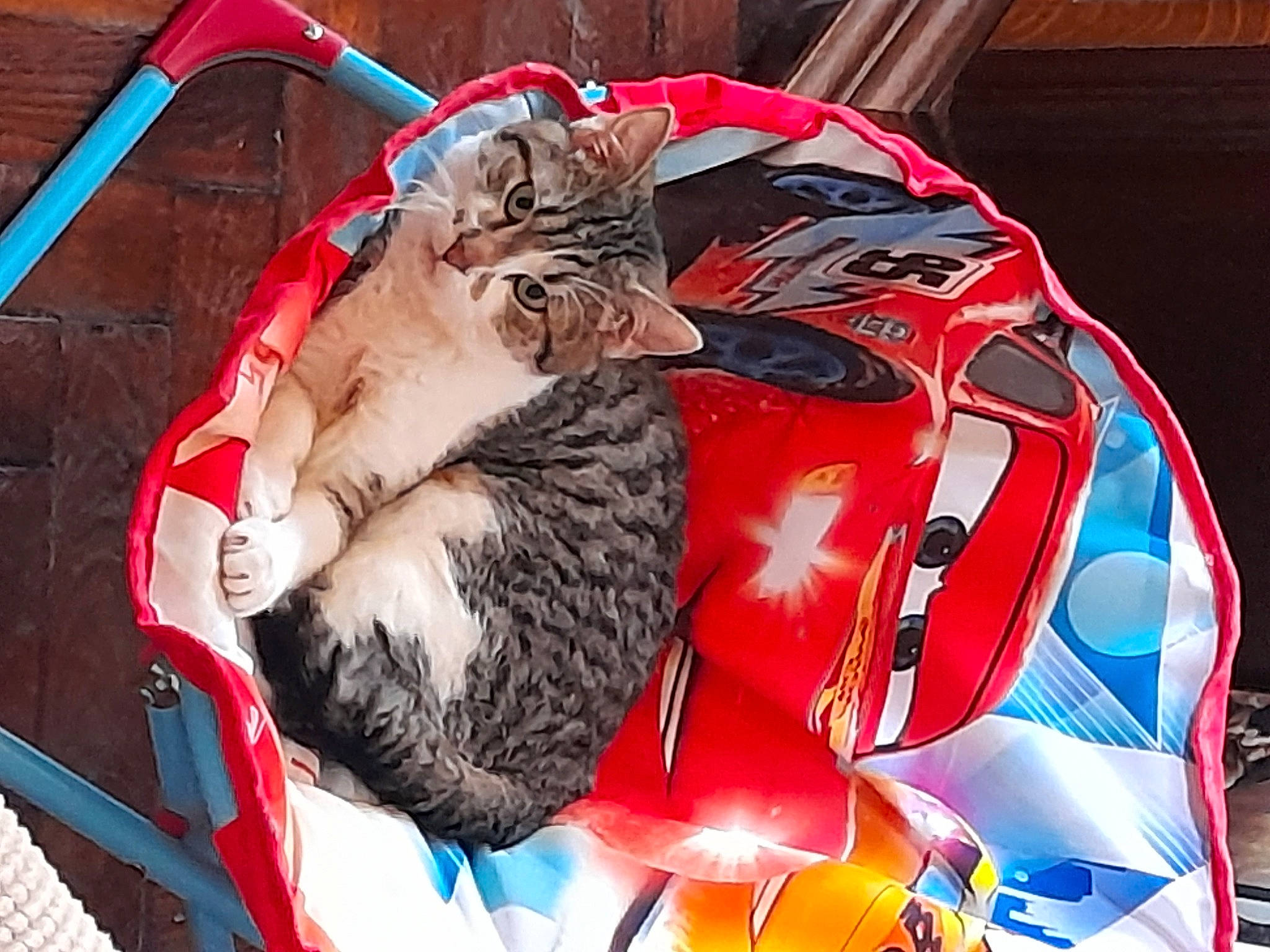 Zizou participe au concours pour gagner de l'argent avec cette photo : bag, carmine, carnivore, cat, claw, comfort, domestic_short_haired_cat, felidae, fictional_character, flag_of_the_united_states, fur, lap, linens, luggage_and_bags, nap, pattern, paw, small_to_medium_sized_cats, tail, whiskers