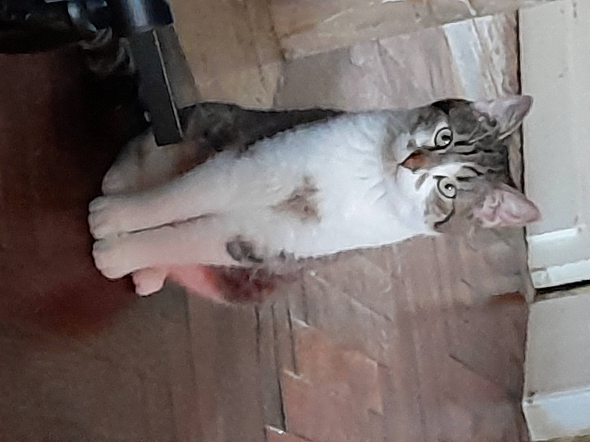 Zizou participe au concours pour gagner de l'argent avec cette photo : carnivore, cat, claw, comfort, domestic_short_haired_cat, felidae, fur, paw, small_to_medium_sized_cats, tail, whiskers, windshield, wood