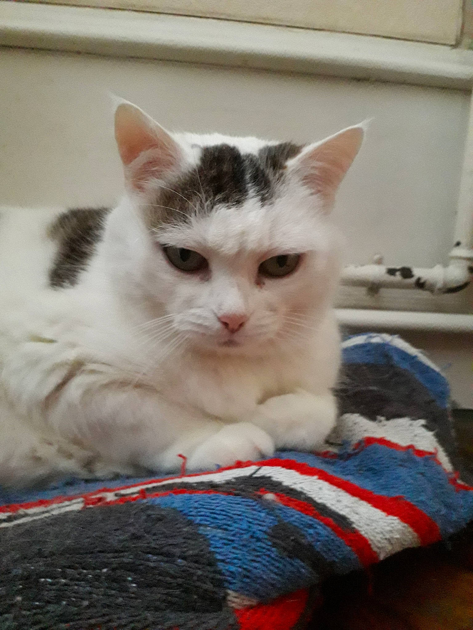 Nathy participe au concours pour gagner de l'argent avec cette photo : aegean_cat, asian, british_semi_longhair, carnivore, cat, domestic_long_haired_cat, domestic_short_haired_cat, european_shorthair, felidae, kitten, mammal, napoleon_cat, ojos_azules, ragamuffin, ragdoll, small_to_medium_sized_cats, turkish_angora, turkish_van, vertebrate, whiskers