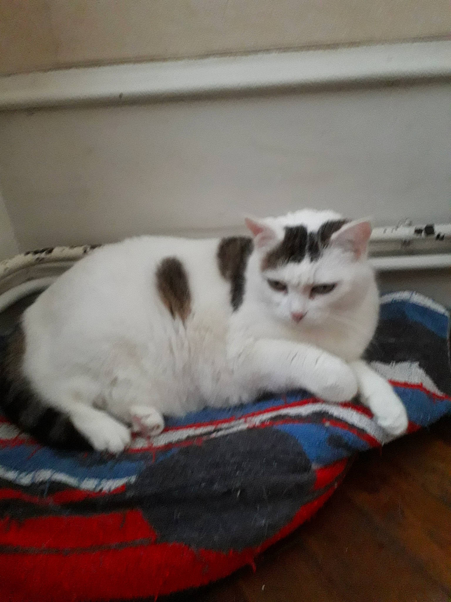 Nathy participe au concours pour gagner de l'argent avec cette photo : aegean_cat, asian, carnivore, cat, cat_bed, domestic_short_haired_cat, felidae, kitten, mammal, small_to_medium_sized_cats, tail, vertebrate, whiskers