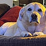 Sammie joined the competition — help win amazing prizes! animal, canine, close_up, companion, couch, cozy, dog, domestic_animal, fur, golden_retriever, household, indoor, labrador, living_room, mammal, pet, pillow, portrait, relaxing, resting