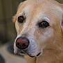 Sammie is registered to the contest to win money with this photo: animal, background_blur, brown_eyes, canine, close_up, companion, cute, dog, domestic_animal, friendly, fur, golden_fur, indoor, looking_away, muzzle, pet, portrait, snout, soft_light, whiskers