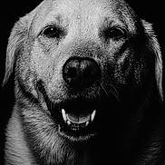 Sammie joined the competition — help win amazing prizes! animal, black_and_white, canine, close_up, dark_background, dog, ears, expression, face, fur, happy, muzzle, nose, pet, portrait, smiling, studio_lighting, teeth, water_droplets, wet