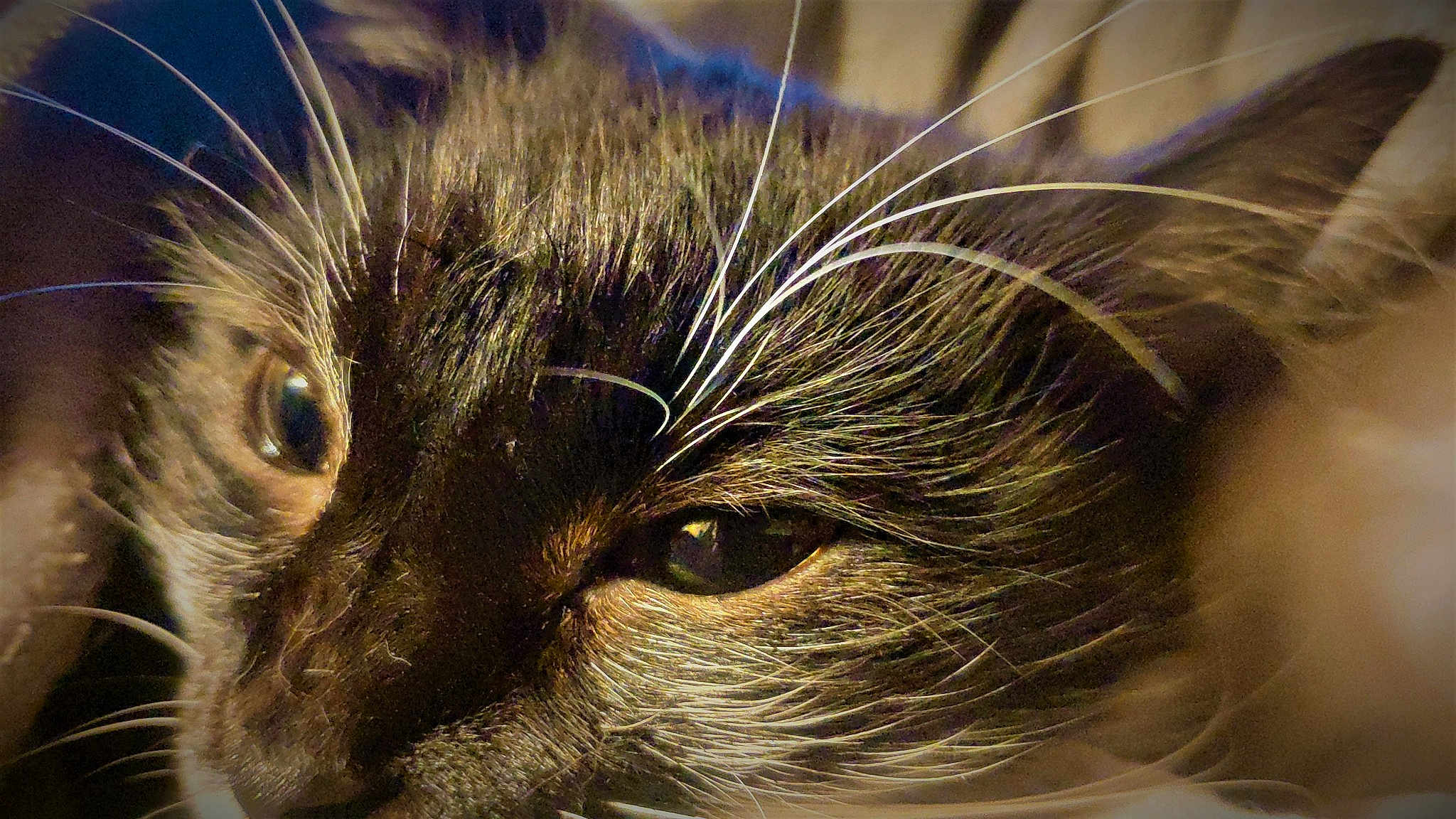 Zar Zar