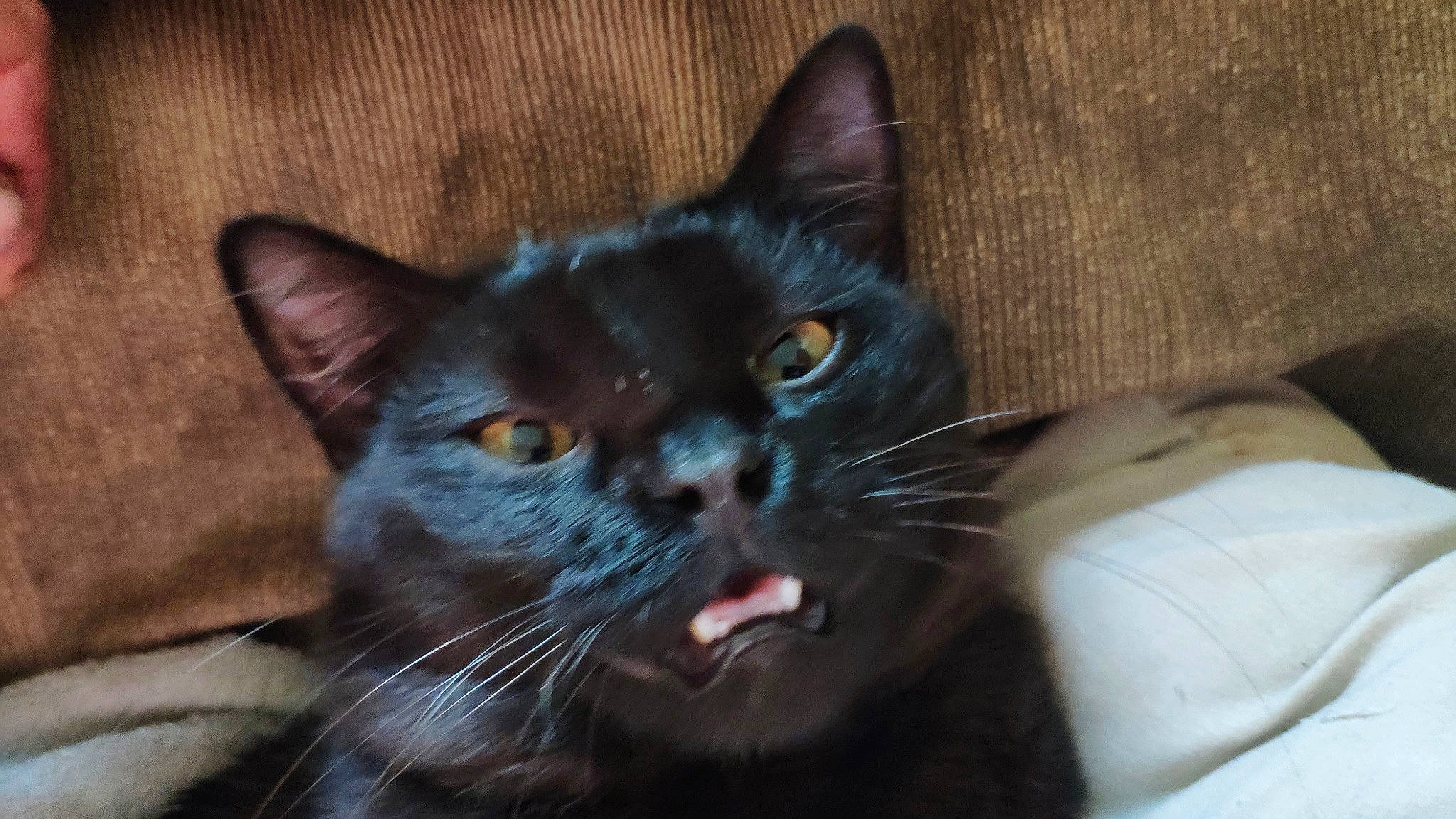 Sleepy Pickles is registered to the contest to win money with this photo: asian, black_cat, bombay, british_shorthair, burmese, carnivore, cat, domestic_short_haired_cat, european_shorthair, eye, felidae, german_rex, kitten, mammal, polydactyl_cat, small_to_medium_sized_cats, snout, vertebrate, whiskers