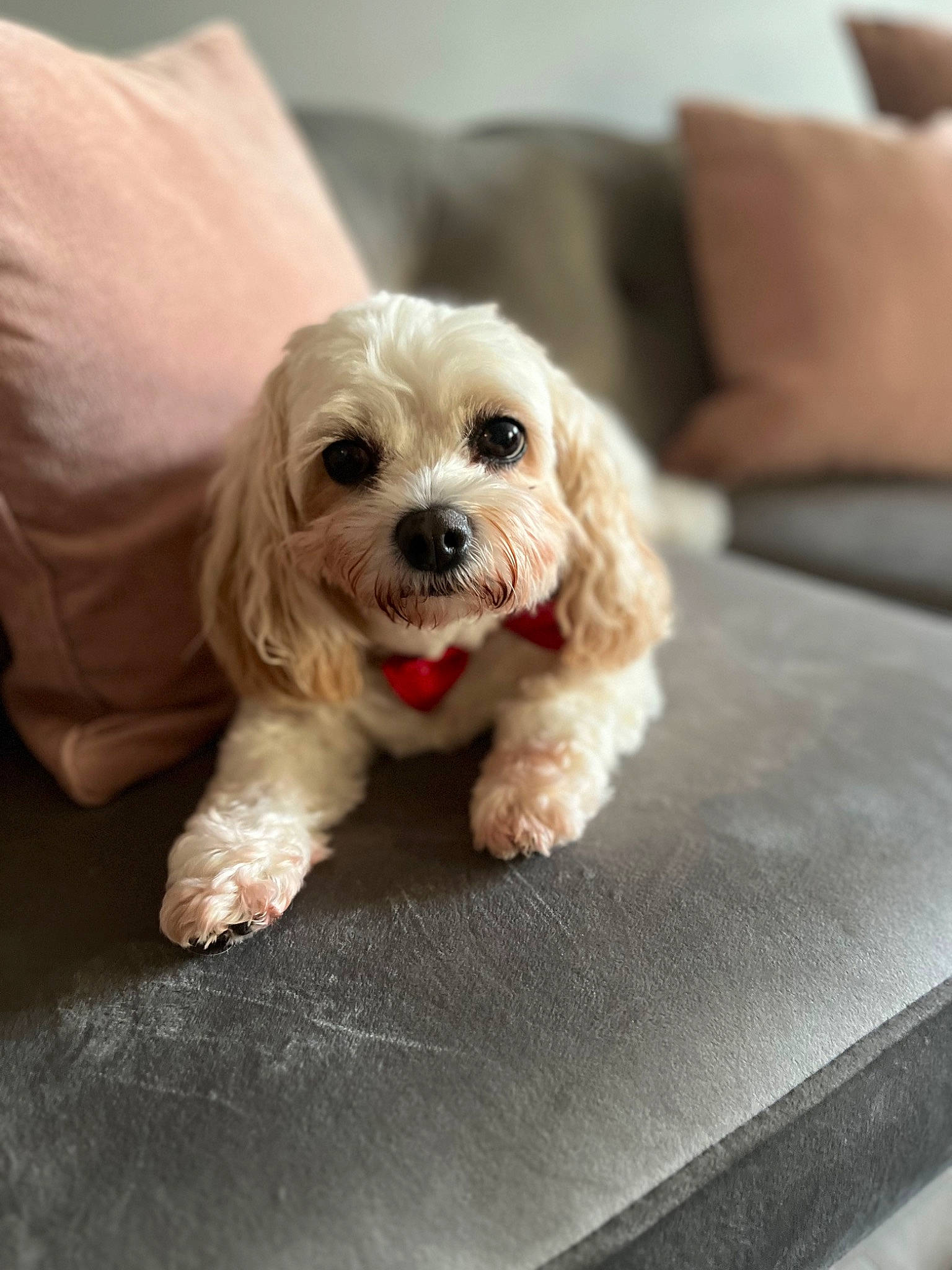 Ibby joined the competition — help win amazing prizes! canidae, carnivore, comfort, companion_dog, dog, dog_breed, dog_supply, fawn, fur, labradoodle, liver, pet_supply, puppy_love, small_terrier, snout, sporting_group, terrier, toy_dog, working_animal, yorkipoo