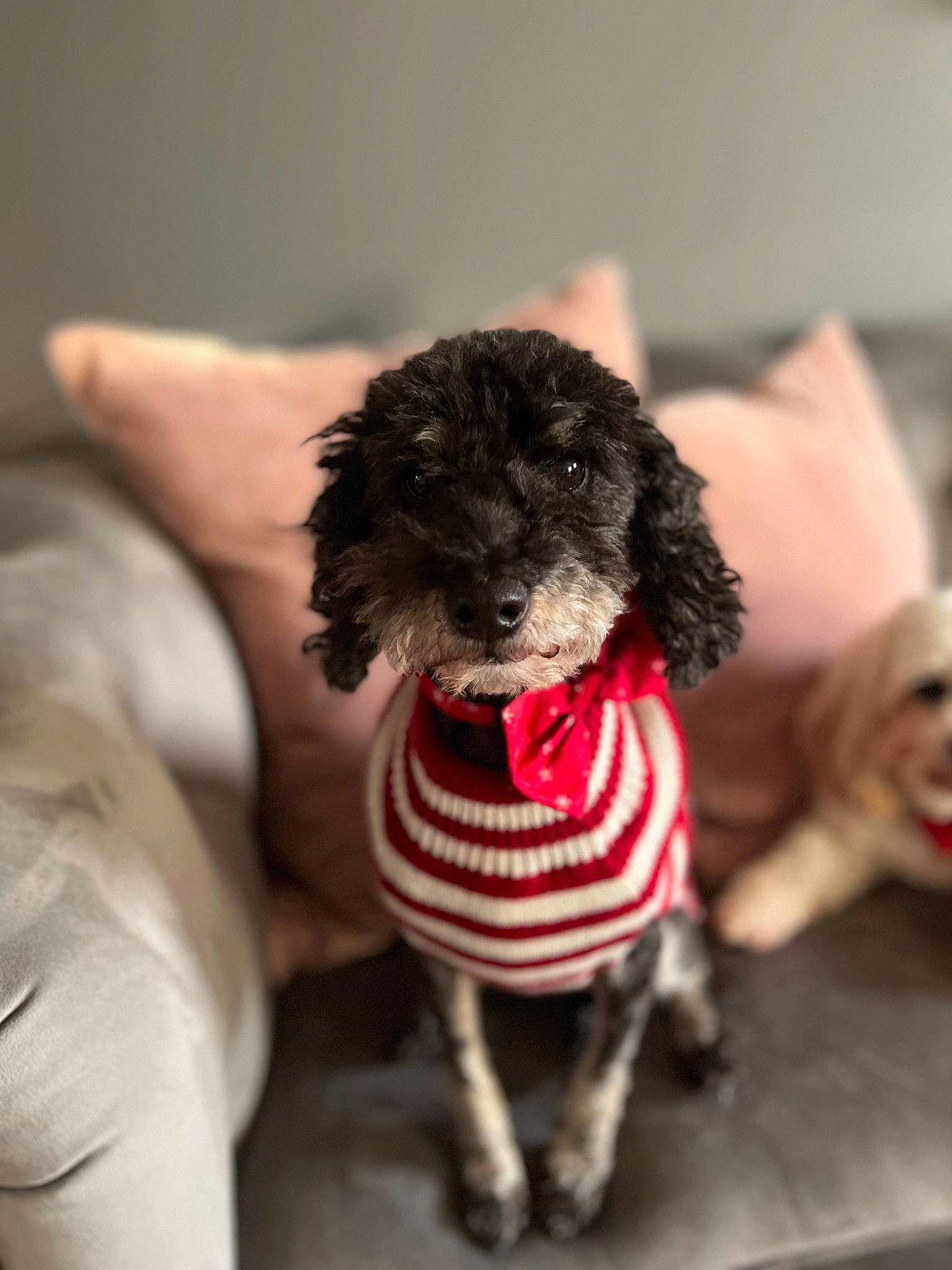 Bella joined the competition — help win amazing prizes! canidae, carnivore, companion_dog, dog, dog_breed, dog_clothes, dog_supply, fawn, fur, liver, puppy_love, small_terrier, snout, sporting_group, tail, terrier, toy, toy_dog, water_dog, working_animal