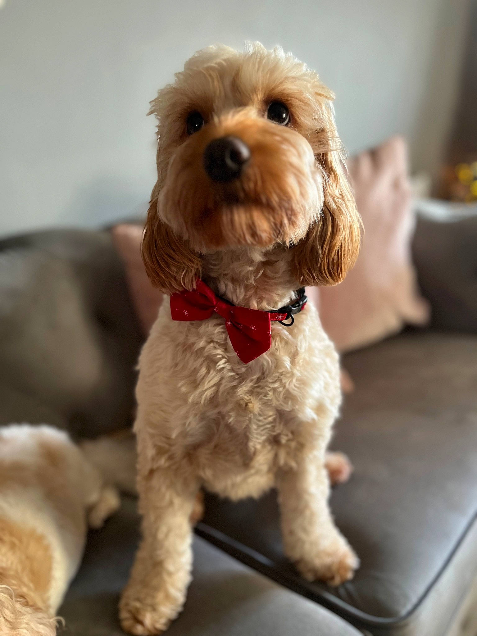 Doris joined the competition — help win amazing prizes! canidae, carnivore, companion_dog, dog, dog_breed, dog_clothes, dog_collar, dog_supply, fawn, firefighter, fur, labradoodle, liver, maltepoo, small_terrier, snout, sporting_group, terrier, toy_dog, working_animal