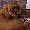 dog, puppy, cavalier_king_charles_spaniel, brown_fur, floppy_ears, large_eyes, pet, animal, lying_down, curled_up, bed, bedding, patterned_blanket, indoors, home, cozy, portrait, close_up, cuteness, household_clutter