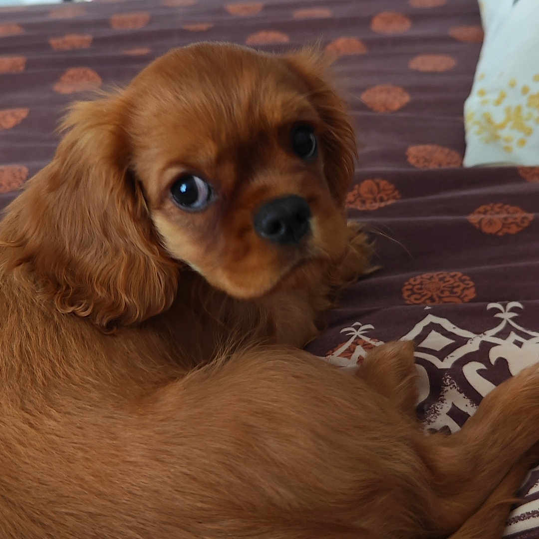Yuky participe au concours pour gagner de l'argent avec cette photo : dog, puppy, cavalier_king_charles_spaniel, brown_fur, floppy_ears, large_eyes, pet, animal, lying_down, curled_up, bed, bedding, patterned_blanket, indoors, home, cozy, portrait, close_up, cuteness, household_clutter