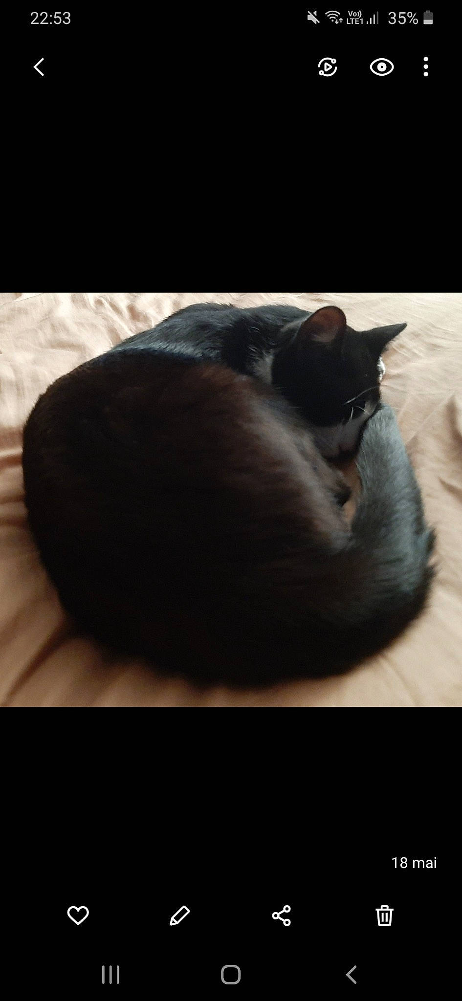 Mallow participe au concours pour gagner de l'argent avec cette photo : bean_bag, black, black_cat, carnivore, cat, cat_bed, comfort, ear, felidae, fur, furniture, kitten, nap, sitting, sky, sleep, small_to_medium_sized_cats, square, tail, whiskers