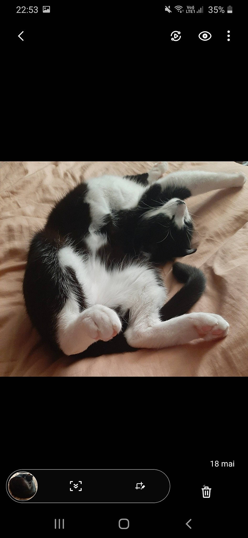 Mallow a rejoint le concours — aidez-le/la à gagner de superbes lots ! black_and_white, canidae, carnivore, cat, claw, ear, felidae, fur, kitten, nap, nose, paw, photo_caption, polydactyl_cat, puppy, small_to_medium_sized_cats, snout, sporting_group, tail, whiskers