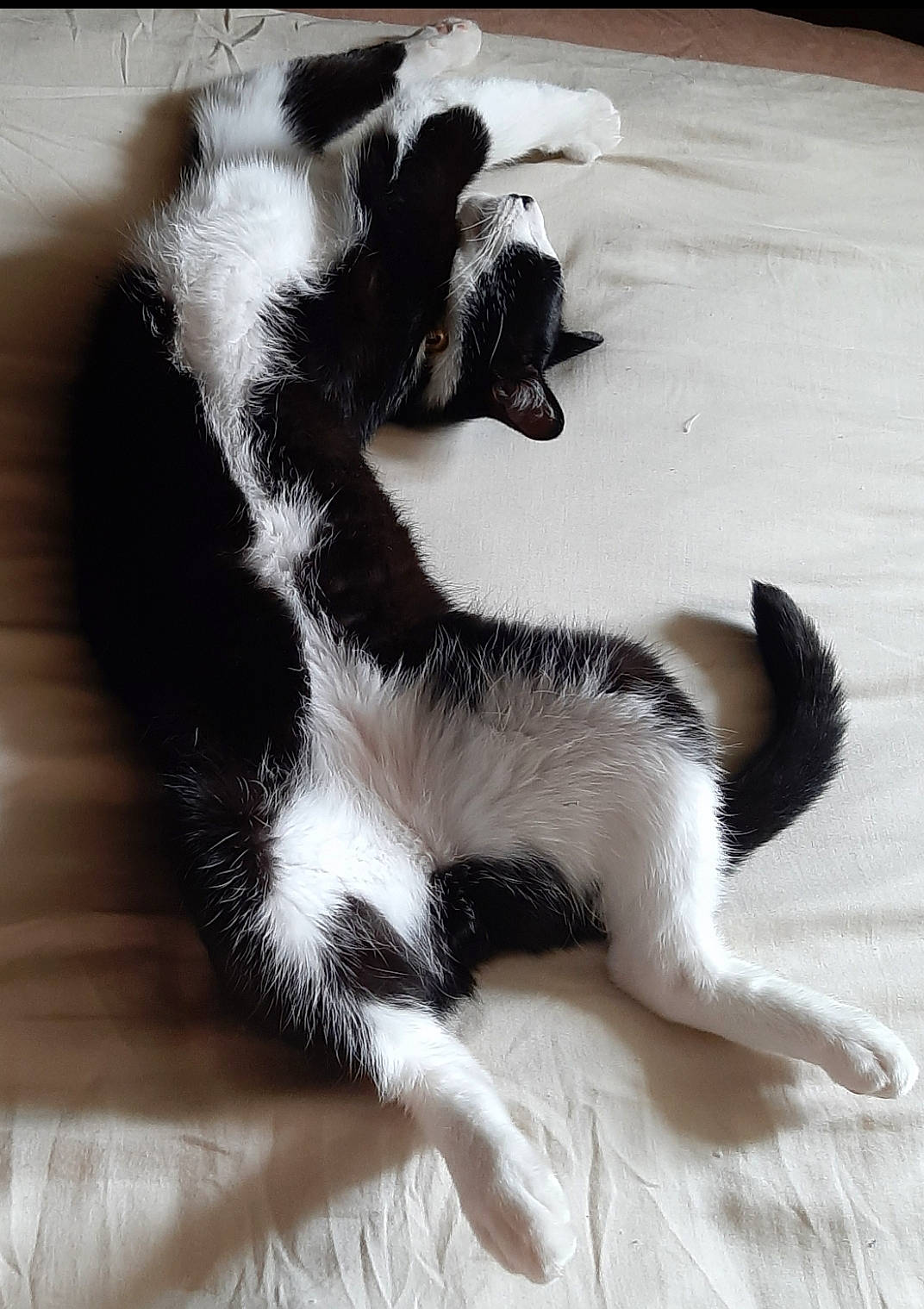 Mallow a rejoint le concours — aidez-le/la à gagner de superbes lots ! border_collie, canidae, carnivore, cat, claw, dog, dog_breed, felidae, fur, kitten, mammal, paw, polydactyl_cat, small_to_medium_sized_cats, sporting_group, tail, whiskers