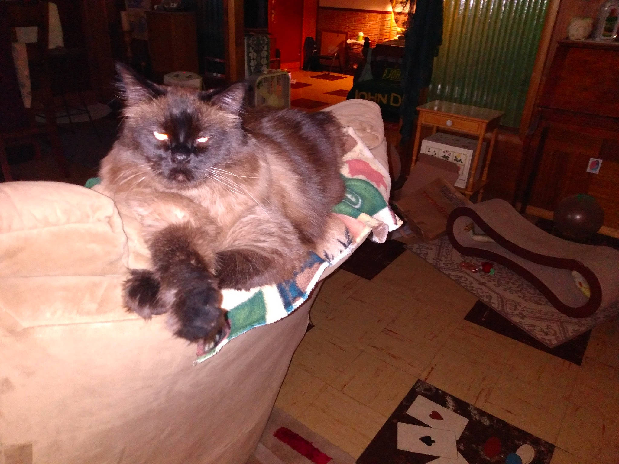 Henry is registered to the contest to win money with this photo: birman, cabinetry, carnivore, cat, chair, chest_of_drawers, companion_dog, cupboard, dog_breed, drawer, fawn, felidae, flooring, fur, hardwood, siamese, small_to_medium_sized_cats, tail, whiskers, wood