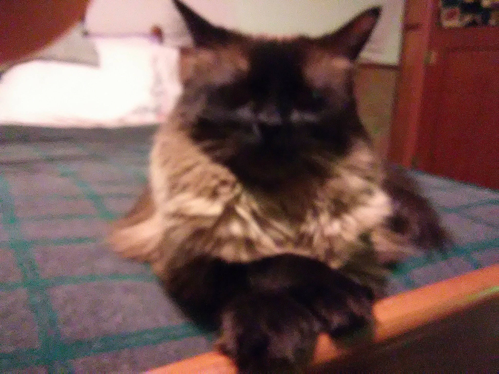 Henry is registered to the contest to win money with this photo: black_cat, carnivore, cat, claw, comfort, domestic_short_haired_cat, felidae, flooring, fur, hardwood, iris, paw, sitting, small_to_medium_sized_cats, snout, tail, terrestrial_animal, whiskers