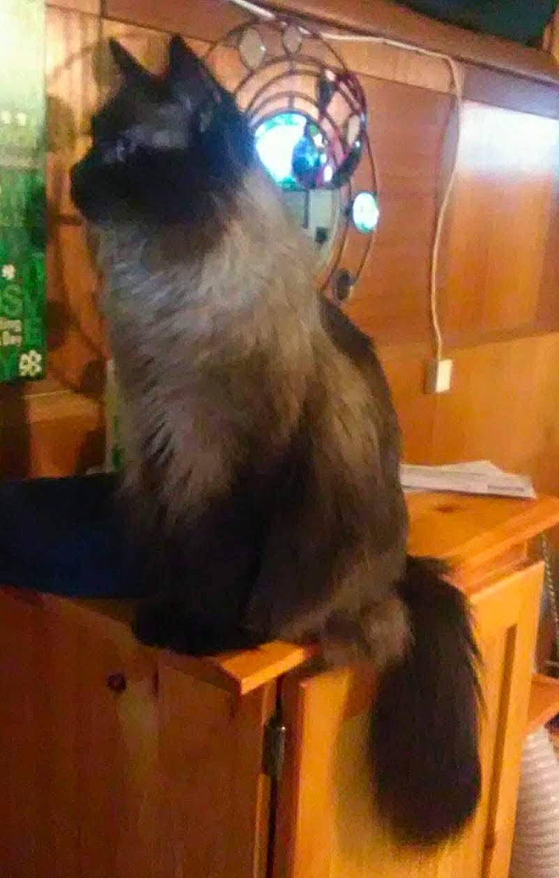 Henry is registered to the contest to win money with this photo: black_cat, box, carnivore, cat, claw, domestic_short_haired_cat, fawn, felidae, flooring, fur, hardwood, paw, room, small_to_medium_sized_cats, snout, tail, tonkinese, whiskers, window, wood