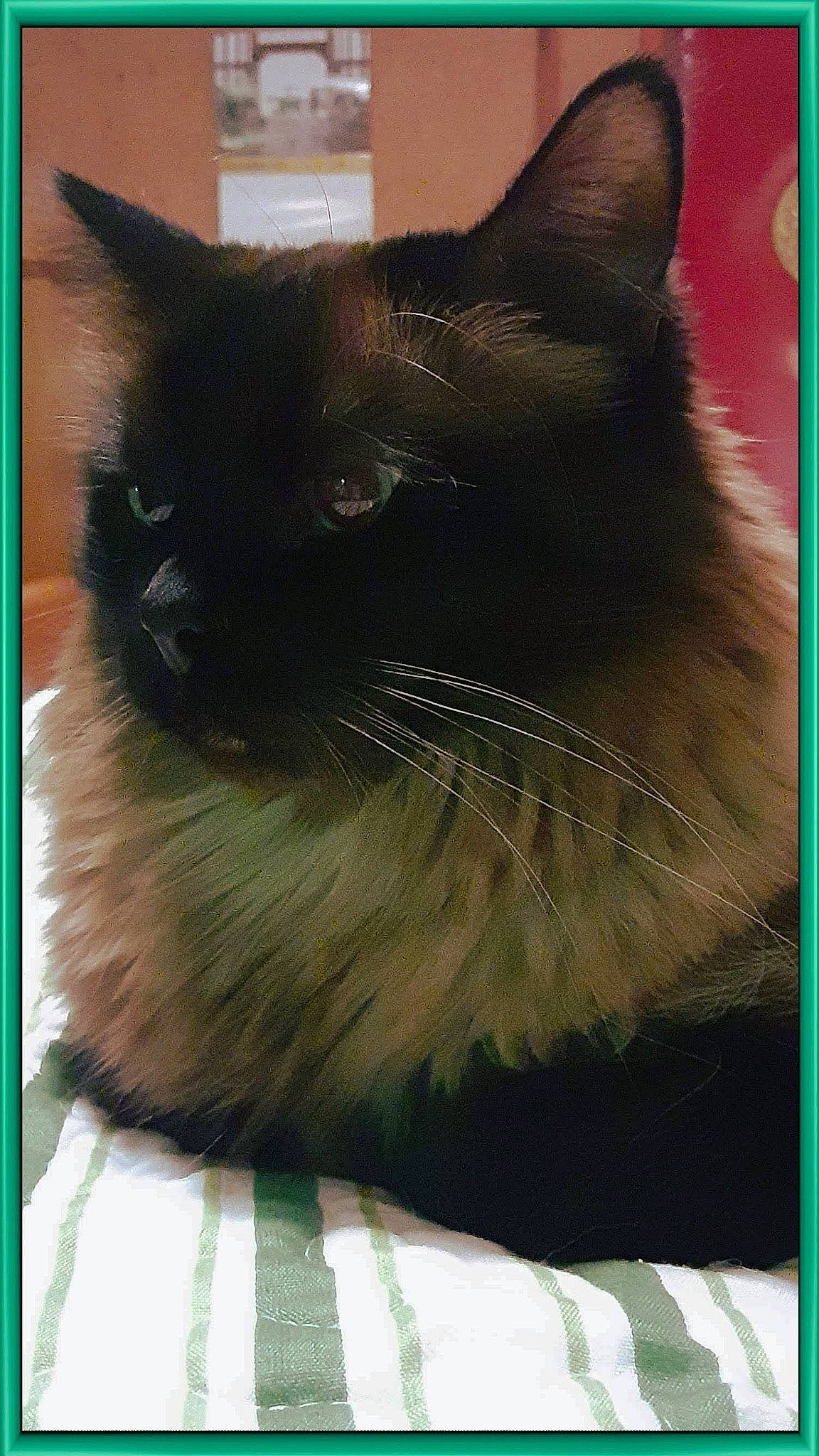 Henry is registered to the contest to win money with this photo: black_cat, carnivore, cat, domestic_short_haired_cat, felidae, fur, pet_supply, rectangle, small_to_medium_sized_cats, snout, square, tail, terrestrial_animal, tints_and_shades, whiskers, window