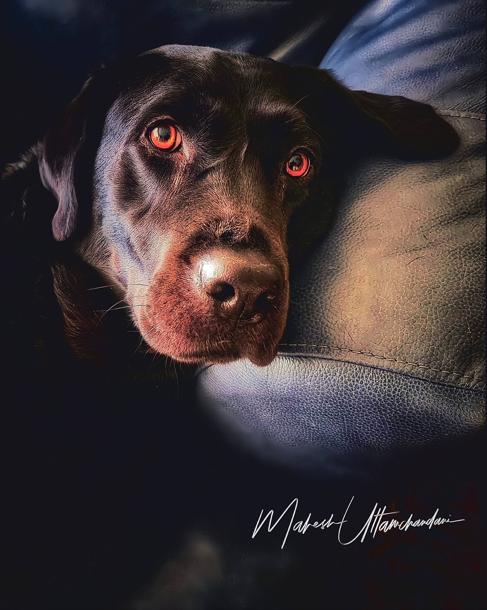 Zeus joined the competition — help win amazing prizes! borador, canidae, carnivore, companion_dog, darkness, dog, dog_breed, flash_photography, fur, hunting_dog, labrador_retriever, liver, photo_caption, snout, sporting_group, terrestrial_animal, whiskers, working_animal