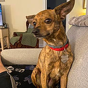 Delgado joined the competition — help win amazing prizes! dog, brindle, collar, pet, indoor, couch, living_room, furniture, carpet, blanket, ear, sitting, canine, domestic_animal, home, animal, looking_away, cute, companion, relaxed