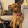 dog, brindle, collar, pet, indoor, couch, living_room, furniture, carpet, blanket, ear, sitting, canine, domestic_animal, home, animal, looking_away, cute, companion, relaxed