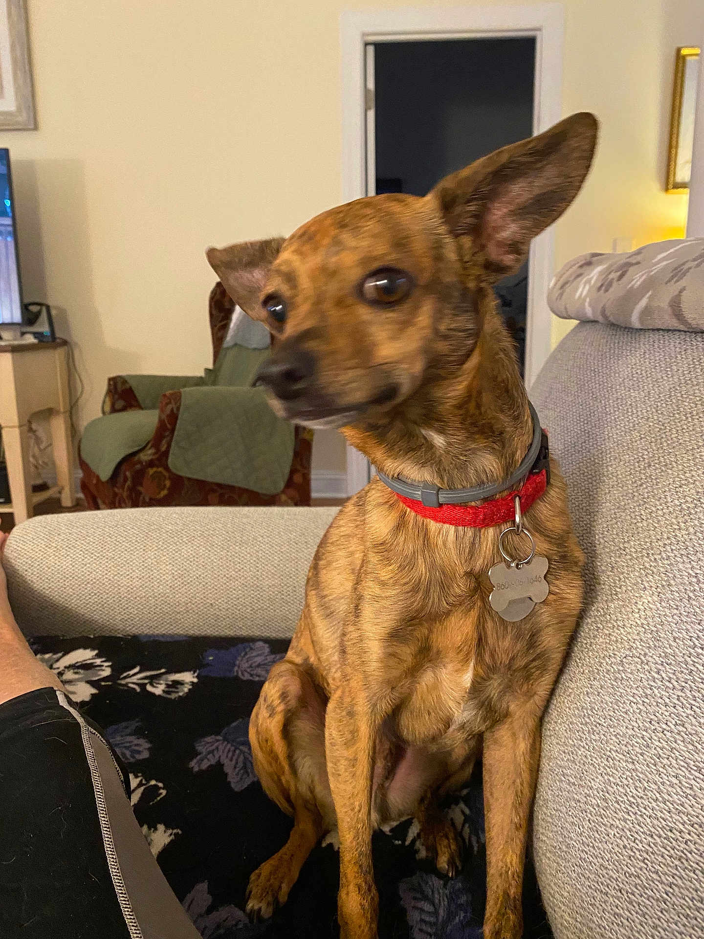 Delgado joined the competition — help win amazing prizes! dog, brindle, collar, pet, indoor, couch, living_room, furniture, carpet, blanket, ear, sitting, canine, domestic_animal, home, animal, looking_away, cute, companion, relaxed