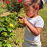 child, toddler, flower, yellow_flower, garden, outdoor, sunlight, greenery, plants, curious, hair_bow, white_shirt, shorts, nature, summer, daylight, portrait, side_view, young_child, exploring