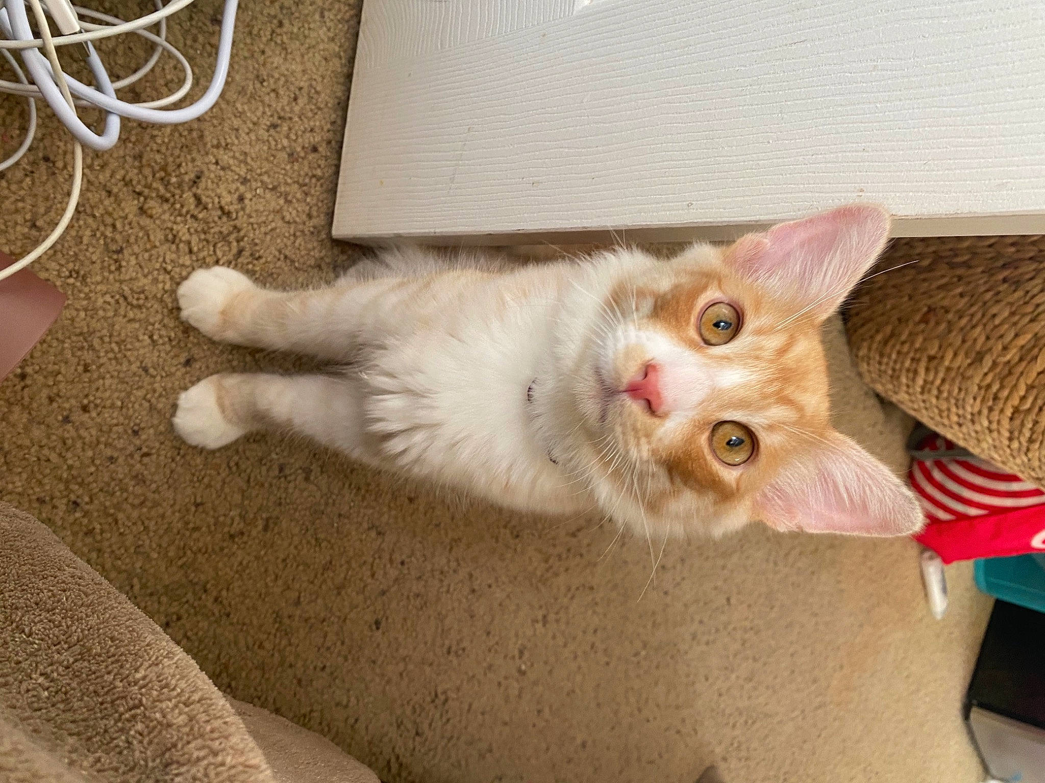 Mesho is registered to the contest to win money with this photo: carnivore, cat, claw, domestic_short_haired_cat, fawn, felidae, flooring, foot, fur, paw, small_to_medium_sized_cats, snout, tail, whiskers, wood