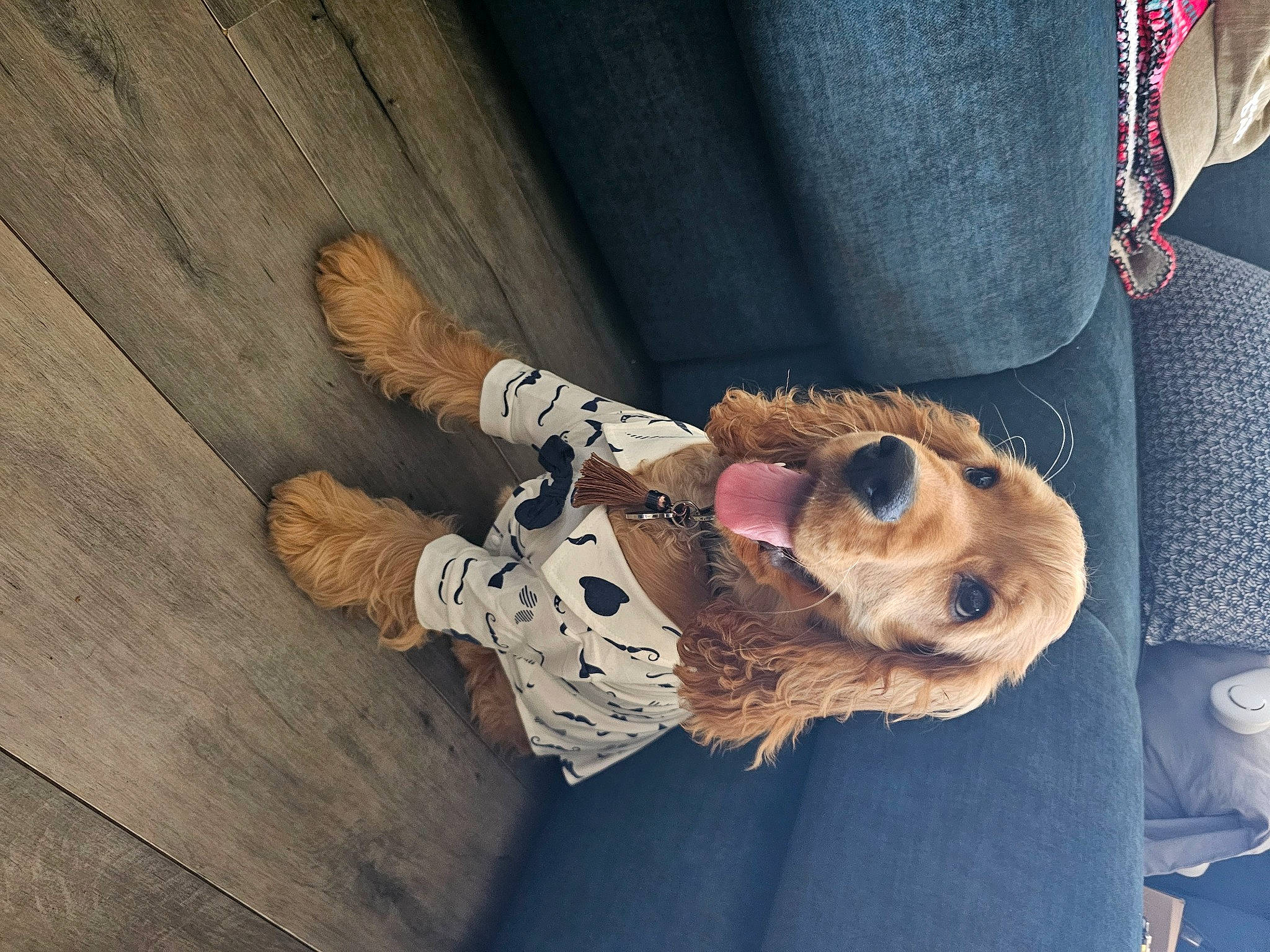 Uzes participe au concours pour gagner de l'argent avec cette photo : canidae, coffee_cup, companion_dog, cup, denim, dog_breed, fawn, felidae, flooring, fur, hardwood, selfie, sporting_group, stuffed_toy, sunglasses, tableware, toy, wood