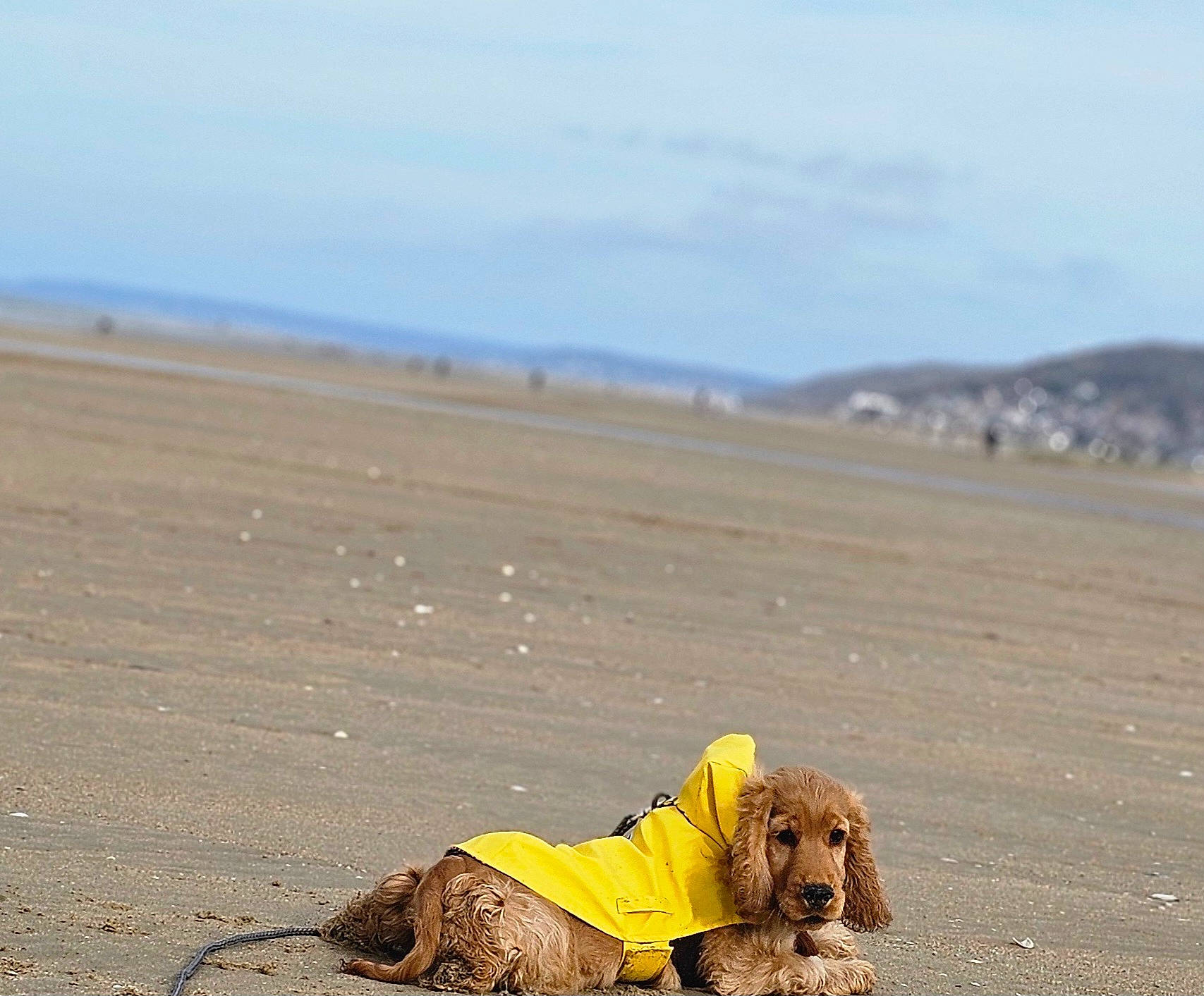 Uzes a rejoint le concours — aidez-le/la à gagner de superbes lots ! beach, carnivore, cloud, coast, dog, dog_breed, fawn, horizon, landscape, ocean, retriever, sand, sky, snout, soil, street_dog, terrestrial_animal, wind_wave, wood, working_animal