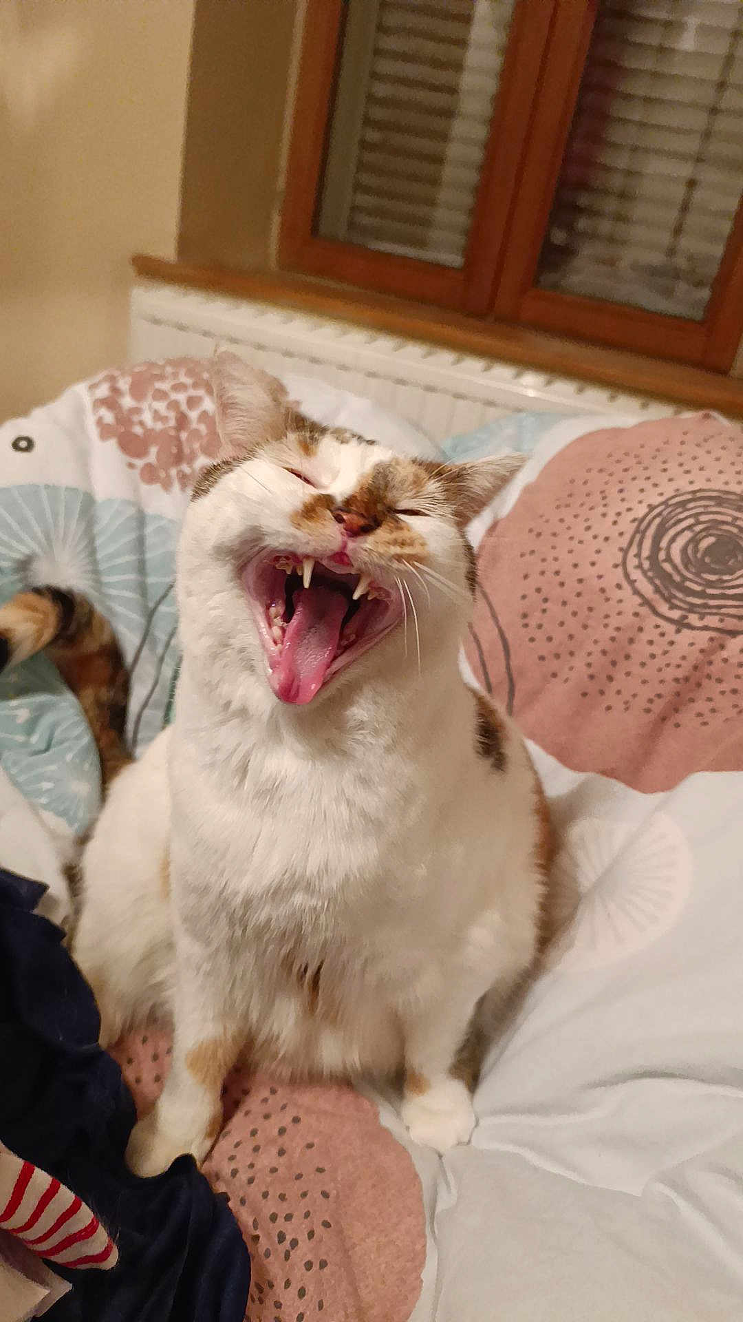 Litchi participe au concours pour gagner de l'argent avec cette photo : cat, yawning, feline, pet, indoor, bed, blanket, cozy, fur, whiskers, animal, cute, domestic, window, furniture, resting, comfort, sleepy, mouth_open, teeth