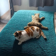 Litchi participe au concours pour gagner de l'argent avec cette photo : cat, plush_toy, bed, blanket, teal, curtains, window, mirror, bedroom, floor, wooden_floor, wall_photos, soft_lighting, feline, resting, indoor, decor, comfort, pet, stuffed_animal